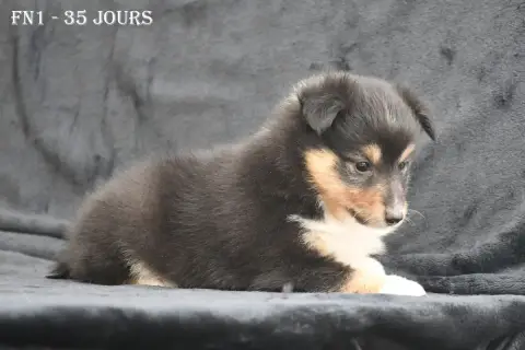 Shetland Sheepdog  Fn1 -