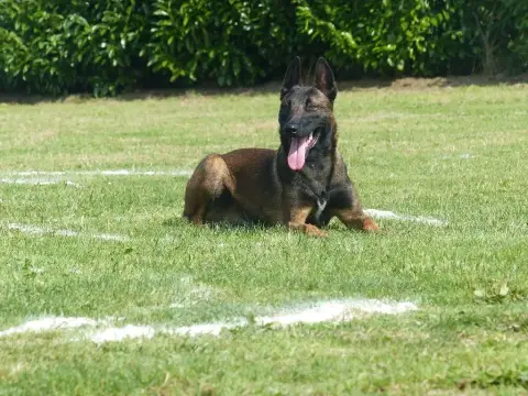 Berger Belge  Chiot N°4 Du Banc Des Hermelles photo 2