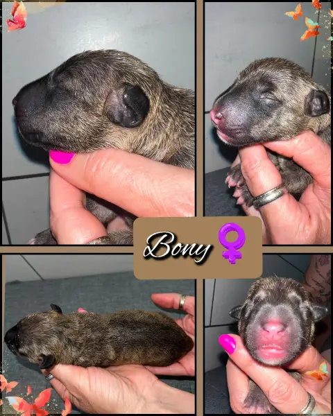 Adopter Bull Terrier Miniature 
                        Bony  7678f