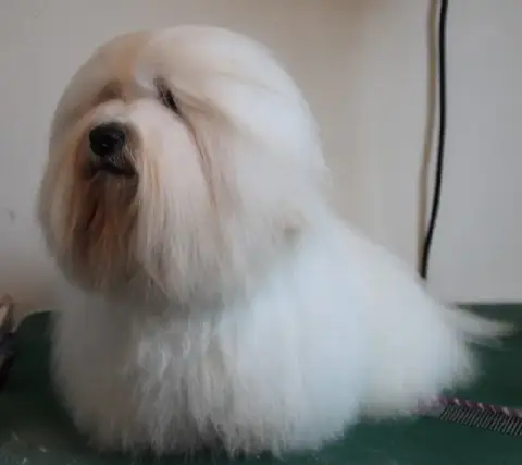 Coton De Tulear  Bali Des Flocons De Juillet photo 2