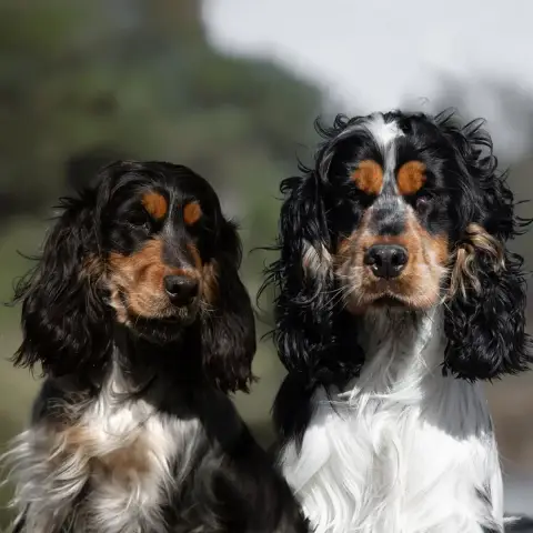 Cocker Spaniel Anglais  Chiot N°3 Zorsky