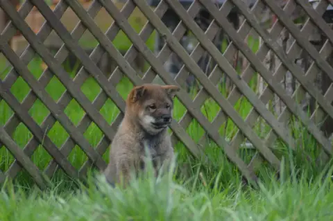 Shiba  Chiot 3 Sumidagawasou