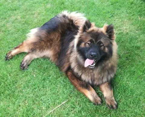 Eurasier  Chiot 2 Des Loups Du Midour photo 2