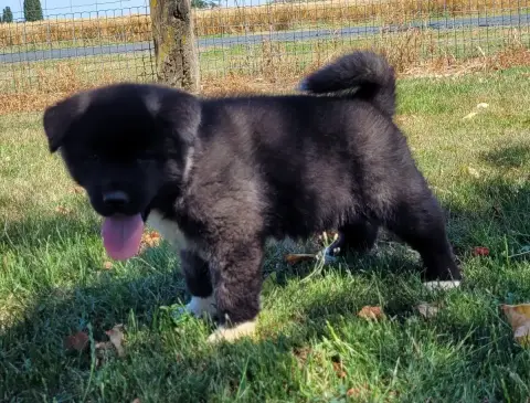 Akita Americain  Bully Des Marais De Courmont photo 2