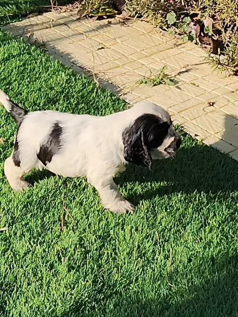 Cocker Spaniel Anglais  Chiot 6 De La Taverniere photo 2