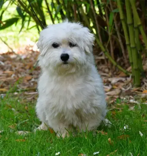 Coton De Tulear  Chiot N°5 De Dame Nature photo 3