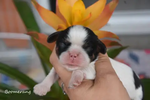 Cavalier King Charles Spaniel  Boomerang De La Plaine 9a693 photo 2