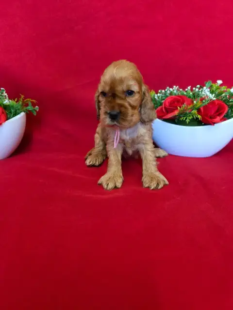 Cocker Spaniel Anglais  B........... Du Domaine De St 0edf3 photo 3