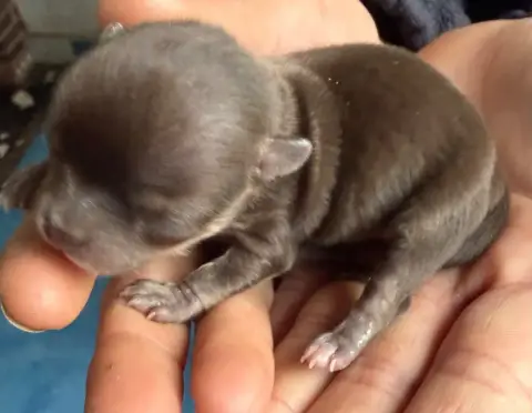 Chihuahua  Chiot N°1 Du Hameau Des Nours photo 3