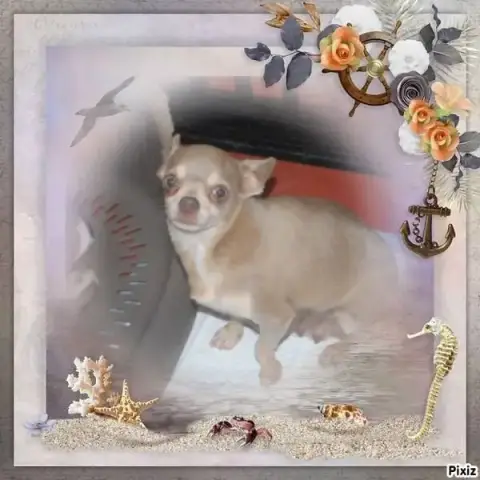 Chihuahua  Chiot N°2 Du Hameau De Selcra photo 3