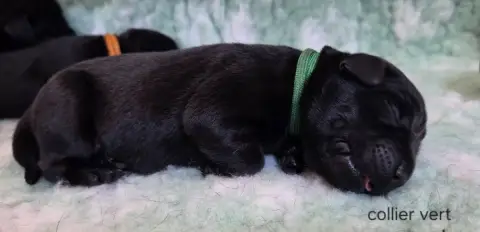 Labrador Retriever  Collier Vert Du Gardien Des Aulno aa0d8
