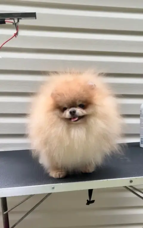 Spitz Allemand  Bbobbi photo 2
