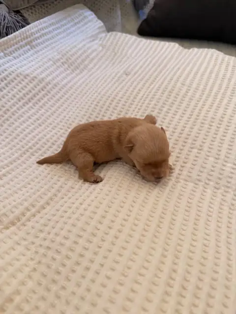 Scottish Terrier  Chiot 4 Froment Caramel Just For Me 65e9c