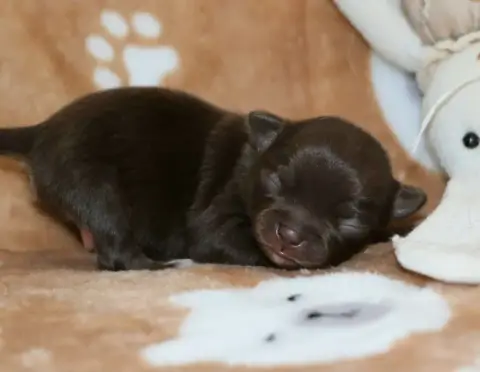 Chihuahua  Chiot N°2 Voxel Ux