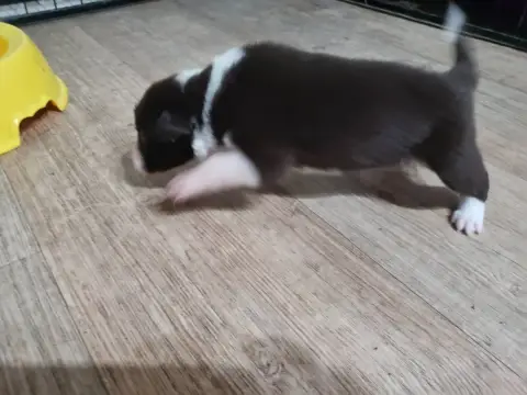 Border Collie photo 3