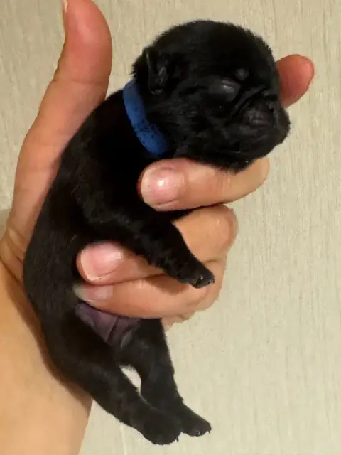 Adopter Carlin 
                        Chiot Mâle Collier Bl dee2d