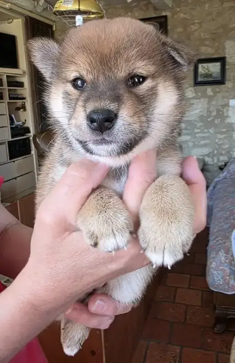Shiba  Chiot 3 Cg Des Leus Altiers