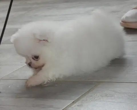 Spitz Allemand  Belle Des Ptits Dragons De Cupidon photo 2