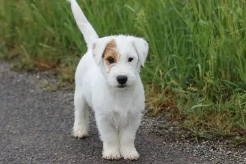 Jack Russell Terrier photo 2