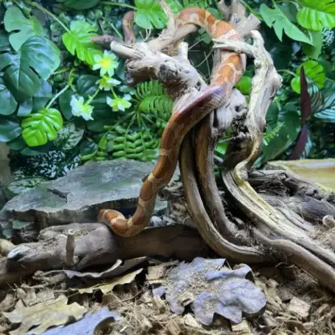 Serpent Des Blé