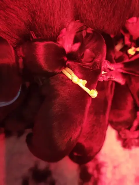 Rottweiler  Chiot 3 Der Wachter Von Vesta