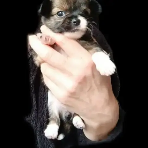 Chiots Type Chihuahua Non Lof