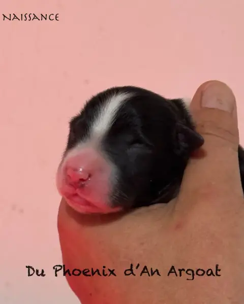 Berger Australien  Chiot 5 Du Phoenix D'An Argoat photo 2