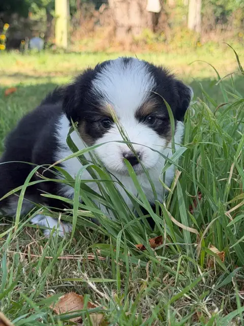 Berger Américain Miniature  Chiot 5 De Mercelo