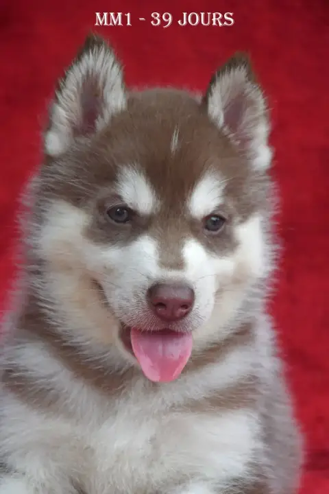 Siberian Husky  Brownie De La Source Du Montet photo 3