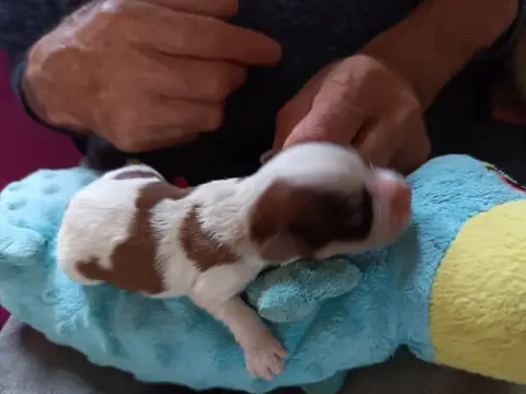 Bichon Havanais  Chiot N°2 Au Bonheur Des Canins