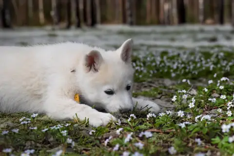 Siberian Husky  Boreas Aurore Siberian Southeast photo 3
