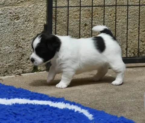 Jack Russell Terrier  Bambino Des Gerveilles photo 3