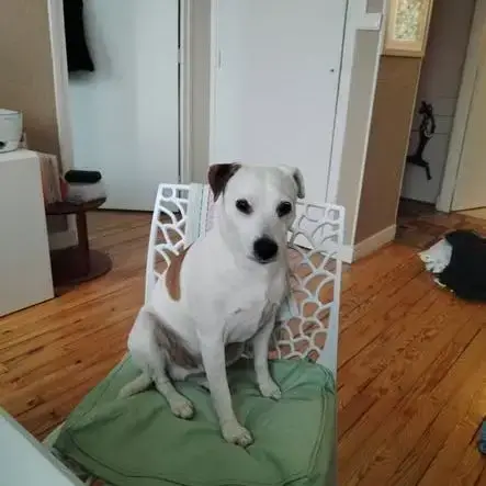 Chien Gipsy À L Adoption