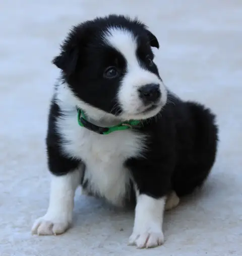 Border Collie 
                        Collier Vert D 49e8e photo 2