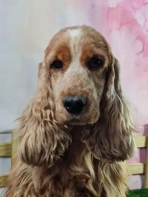 Cocker Spaniel Anglais  Boomer Du Domaine Des Merveil 0f1ab photo 3