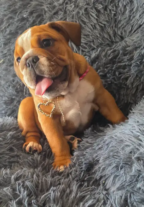 Bulldog Anglais  Betty Au Clos D'Autrefois photo 3