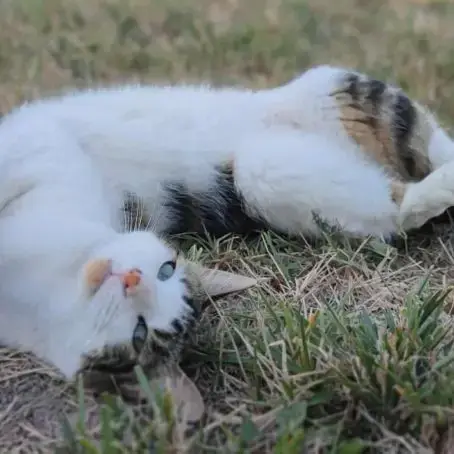 Tao Et Tango À L’Adoption