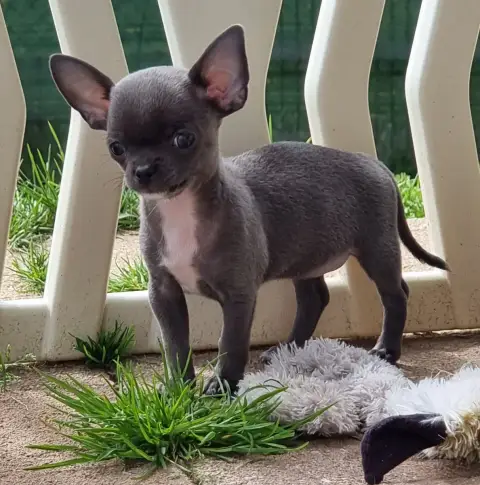 Chihuahua  Billie Jean De L'Arbre Des Batailles photo 2