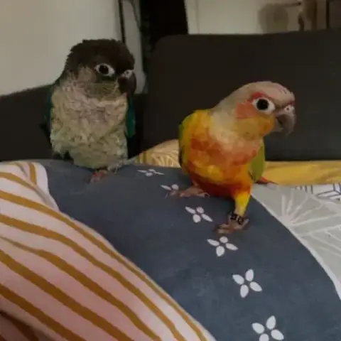Couple Conure
