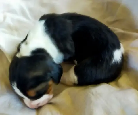 Basset Artesien Normand  Chiot N°3 Des Terres Du Doux af00b