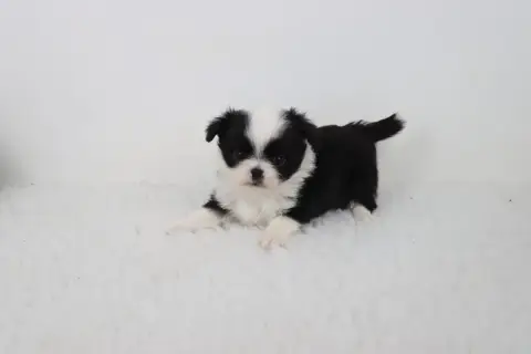 Chihuahua  Poil Long Noir Et Blanc 2 De La Grande Equ bcf17 photo 2