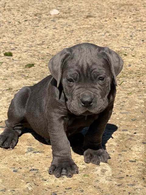 Cane Corso  Male 2 Bleu Du Royaume De Pandess