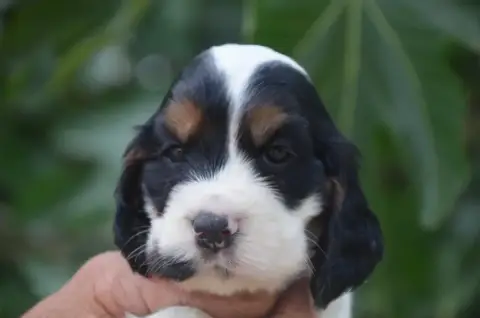 Cocker Spaniel Anglais  Chiot N°1 De La Foret Des Rev 3881c photo 2