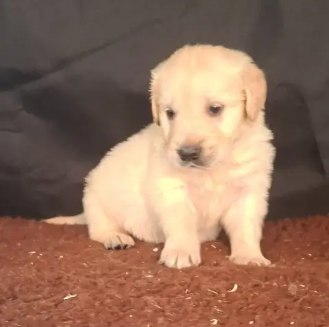 Golden Retriever  Chiot N°4 Des Marais De Courmont photo 3