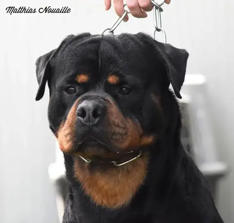 Rottweiler  Chiot N°1 Of The Land Of Midnight photo 3