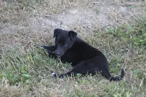 Whippet photo 2