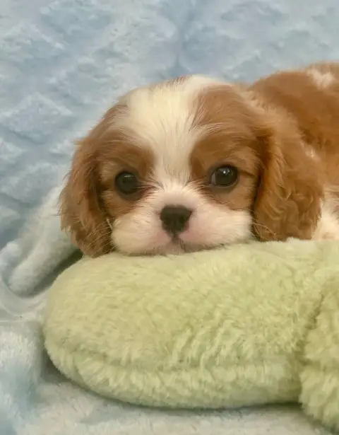 Cavalier King Charles Spaniel  Chiot 3 D'Ysatis