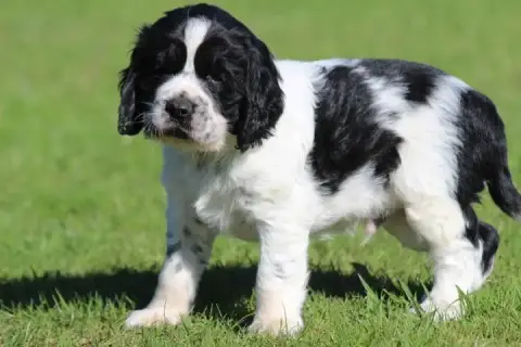 English Springer Spaniel photo 3