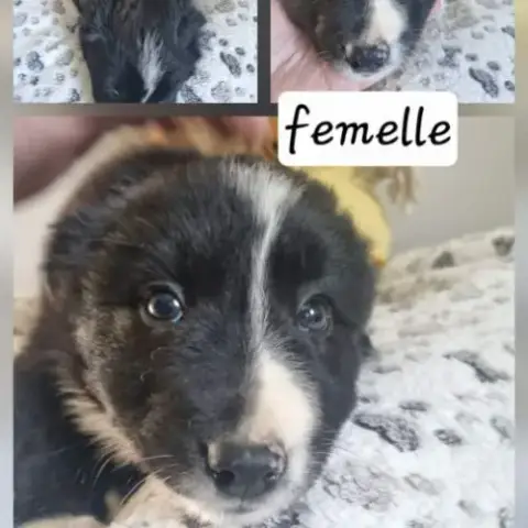 Jolie Chiots Border Collie