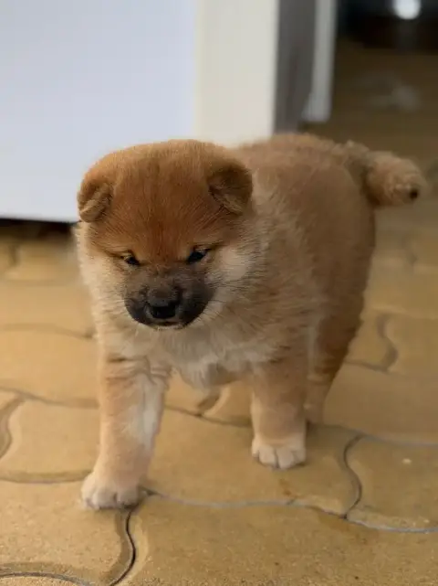Shiba photo 2